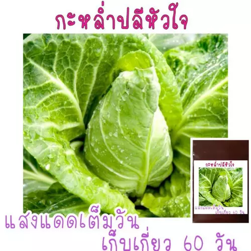 เมล็ด​พันธุ์​ กะหล่ำปลีหัวใจ​  150เมล็ด​