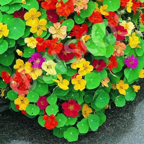 เมล็ดพันธุ์ แนสเทอเทียม คละสี (Jewel Mix Nasturtium Seed) บรรจุ 5 เมล็ด รับประทานสด ประกอบอาหาร สลัดผัก ประดับจาน