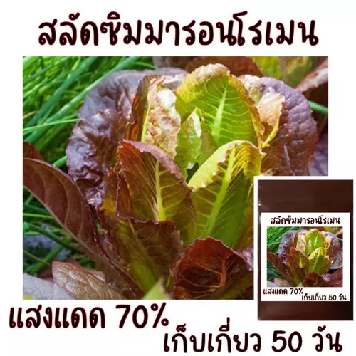 100 เมล็ด เมล็ดพันธุ์สลัดซิมมารอนโรเมน Cimmaron Romaine Lettuce