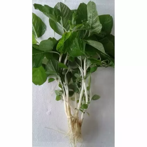 75727