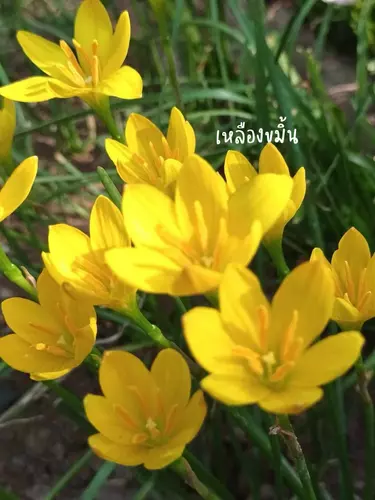 413330773
