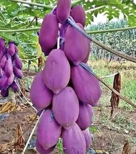 เมล็ดพันธุ์มะละกอสีม่วง พันธุ์นำเข้า