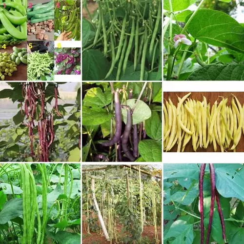 เมล็ดพันธุ์ ( Bean Seed ) ถั่ว ชนิดต่างๆ เช่น ปากอ้า ลูกไก่ ถั่วแระ ถั่วฝักยาว ถั่วแฮ ถั่วแดง ถั่วลิสงแดง