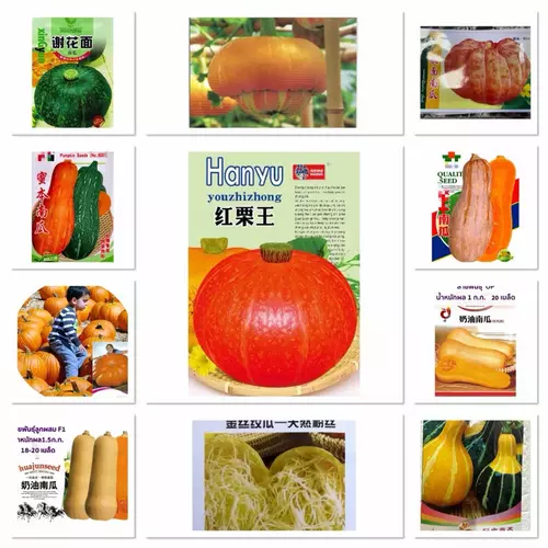 เมล็ดพันธุ์ Pumpkin Seed ฟักทอง / บัตเตอร์นัท ฮันนี่นัท ญี่ปุ่น ฟักทองยักษ์ / สปาเก็ตตี้ / หมวกเติร์กเทอร์บาน /