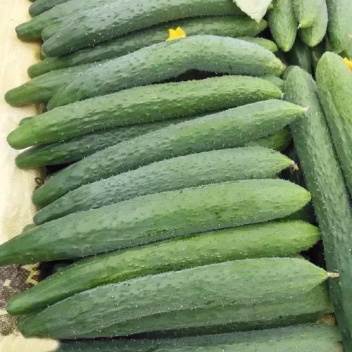 เมล็ดพันธุ์ แตงกวาญี่ปุ่น เทสตี้เจด (Tasty Jade F1 Cucumber Seed) บรรจุ 5 เมล็ด