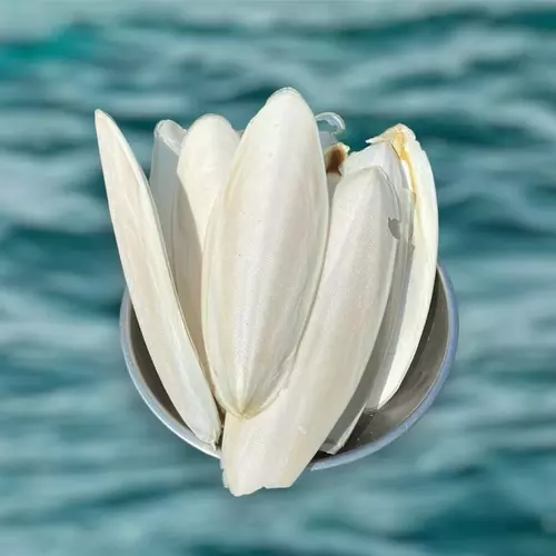 กระดองหมึก organic cuttlebone ลิ้นทะเล เสริมแคลเซียม