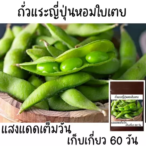 20 เมล็ด เมล็ดพันธุ์ถั่วแระญี่ปุ่นหอมใบเตย