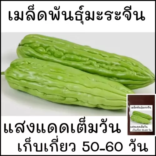 บรรจุ 10 เมล็ด เมล็ดพันธุ์มะระจีนลูกผสม