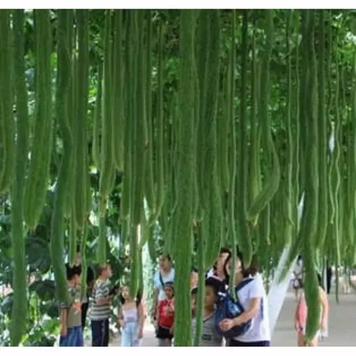 23154741