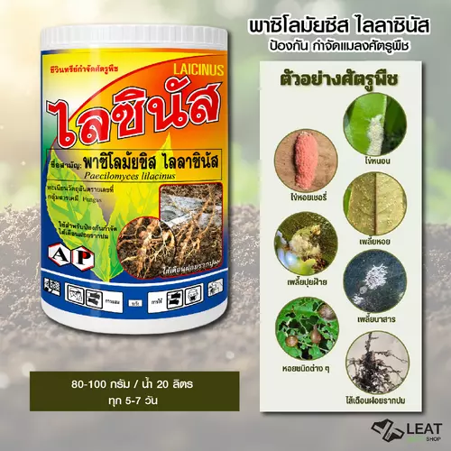 ไลซินัส เชื้อรา พาซิโลมัยซิส ไลลาซินัส ชีวภัณฑ์ ป้องกัน ควบคุม หนอน แมลง