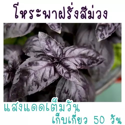 20 เมล็ด เมล็ดพันธุ์ โหระพาฝรั่ง ม่วง Dark Opal