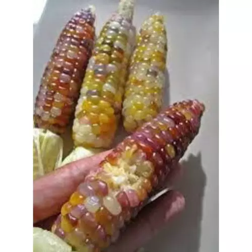 66721