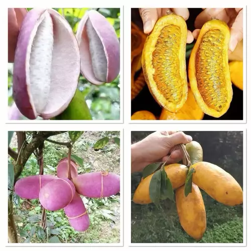 เมล็ดพันธุ์ อะเคบิ Akebia quinata Seed บรรจุ 5 เมล็ด หรือ "ช็อกโกแลตไวน์" หรือ "อะเคบิห้าใบ" อาเคเบีย เถาช็อกโกแลต
