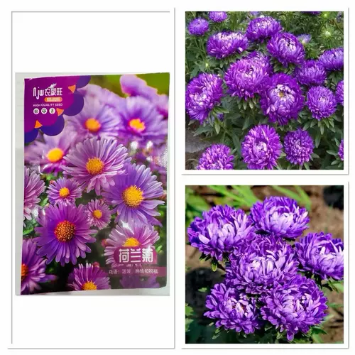 เมล็ดพันธุ์ ดอกกุหลาบเนเธอร์แลนด์ สีม่วง หรือ แอสเตอร์ Dutch Chrysanthemum Aster บรรจุ 100 - 1500 เมล็ด