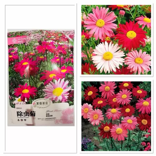 เมล็ด ดอก ไพรีทรัม Pyrethrum Seed บรรจุ 10 - 50 เมล็ด  หรือ เบญจมาศ สายพันธุ์ที่สามารถไล่แมลงได้