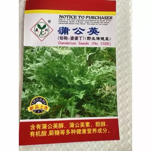 ￼เมล็ดพันธุ์ แดนดิไลออน ( Dandelion Seed ) บรรจุ 400 เมล็ด สายพันธุ์นี้นิยมนำไบไปทำอาหาร