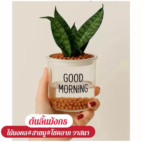ต้นลิ้นมังกร+กระถางรดน้ำอัตโนมัติ+หินpopper+ฟรีปุ๋ยบำรุงต้น