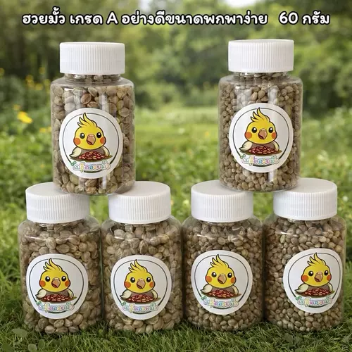 เมล็ดฮวยมั้ว เกรดA สะอาดใหม่ เหมาะสำหรับให้รางวัลเด็กๆ ขนาดพกพา