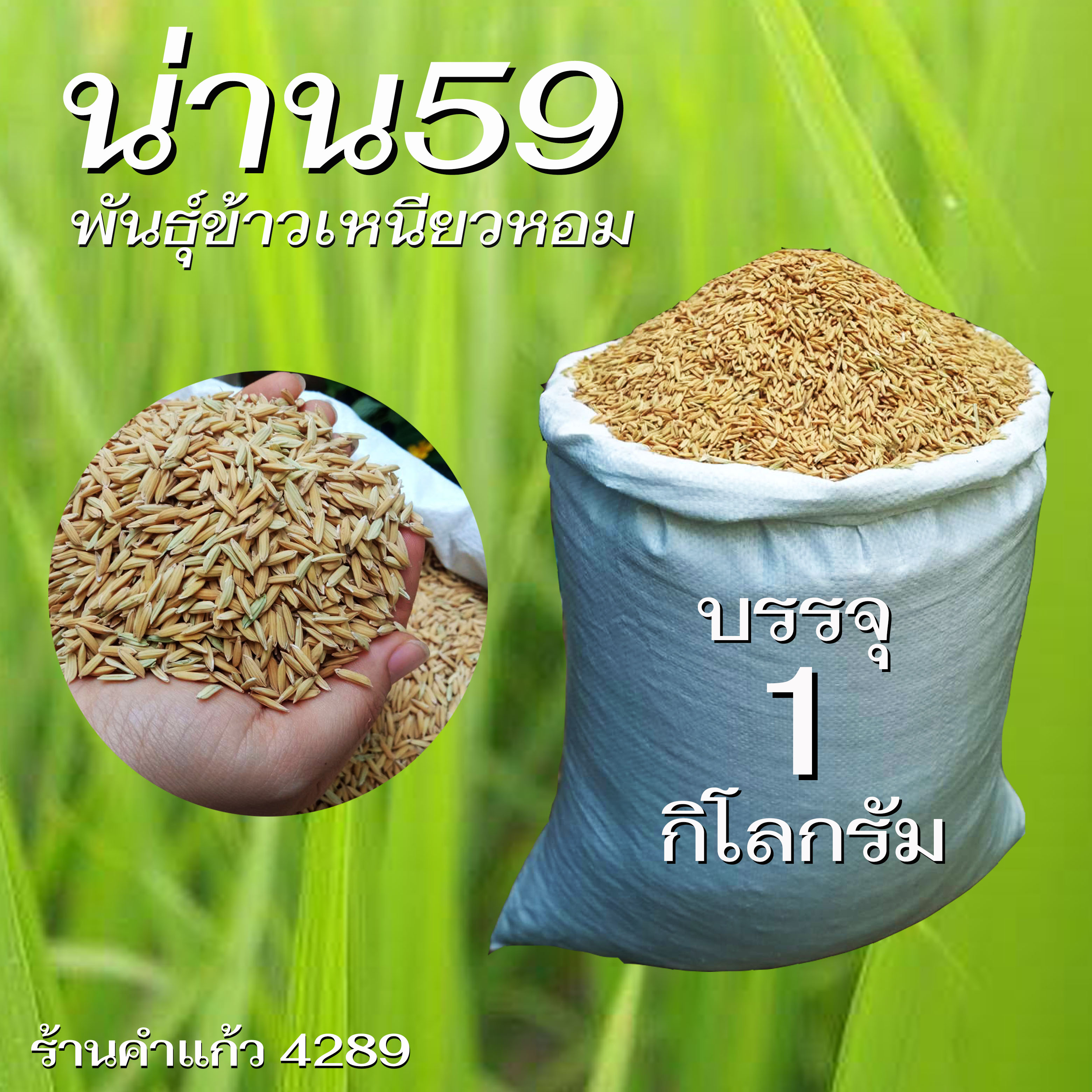 เมล็ดพันธุ์ข้าวเหนียว กข6 ต้นเตี้ย เบอร์ 18 (น่าน59) บรรจุ 1 กก.พันธุ์ข้าวเหนียวนาปี ปลูกเองขายเองโดยวิธีธรรมชาติ