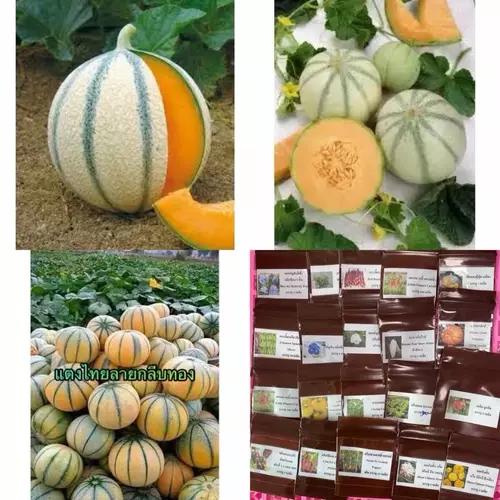 เมล็ดพันธุ์ แตงไทย ลายกลีบทอง (Muskmelon Thai Raithong) บรรจุ 10 เมล็ด