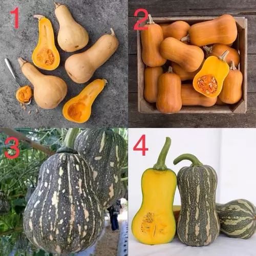 เมล็ดพันธุ์ ฟักทอง บัตเตอร์นัท ( Pumpkin Butternut Seed ) มีให้เลือก 4 ชนิดค่ะ