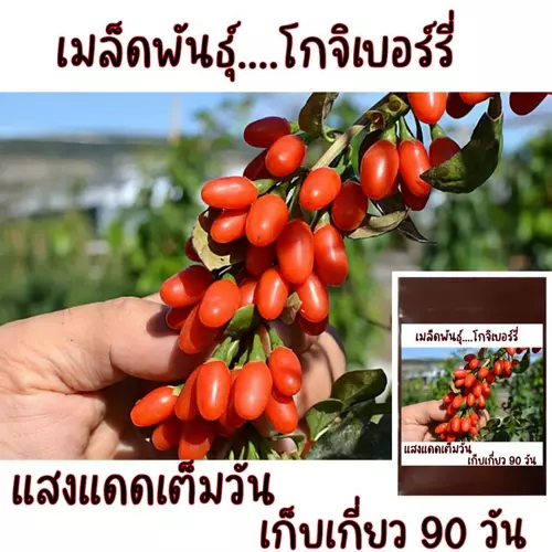 โกจิเบอร์รี่สำหรับเพาะเมล็ด 5ผล ประมาณ 100เมล็ด