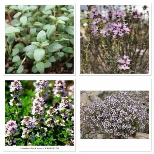 เมล็ดพันธุ์ ไทม์ฝรั่งเศส (French Thyme) บรรจุ 30 เมล็ด