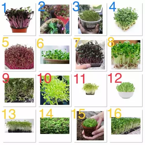 เมล็ดพันธุ์ ไมโครกรีน Microgreens Seed /Red Radish Microgreen Seed / Mix Amaranth / Broccoli / Kaiware / Red Cabbage