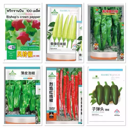 เมล็ด พริก มัสรูมเรด Mushroom Red Pepper Seed บรรจุ 5 - 300 เมล็ด เผ็ดน้อย / พริกสกรู / พริกหยวกญี่ปุ่น / โกสเปปเปอร์