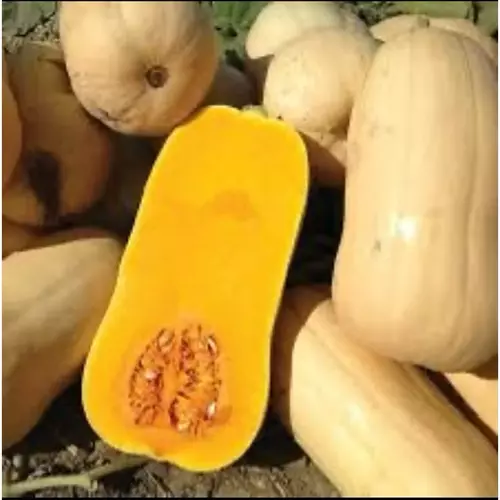 242949