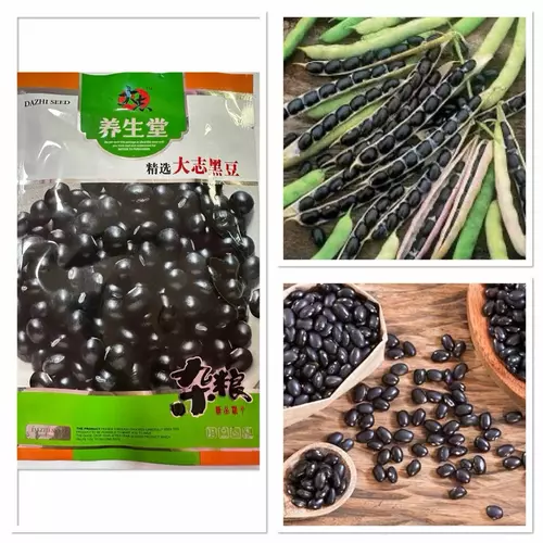เมล็ดพันธุ์ ถั่วดำ ต้าจื้อ Dazhi Seed Black Bean บรรจุ 15 - 100 เมล็ด