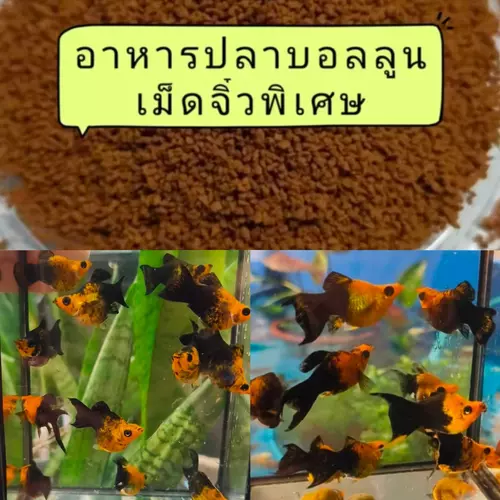 อาหารปลา*ปลาบอลลูนโกดัส