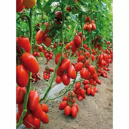 เมล็ด มะเขือเทศ เชอรี่ สวีทเกิร์ล Red Cherry Tomato Sweet Girl Seed บรรจุ 20 เมล็ด ทรงรี เนื้อแดง รสหวาน นิยมกินสด ผลดก