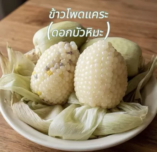 เมล็ดพันธุ์ข้าวโพดแคระ