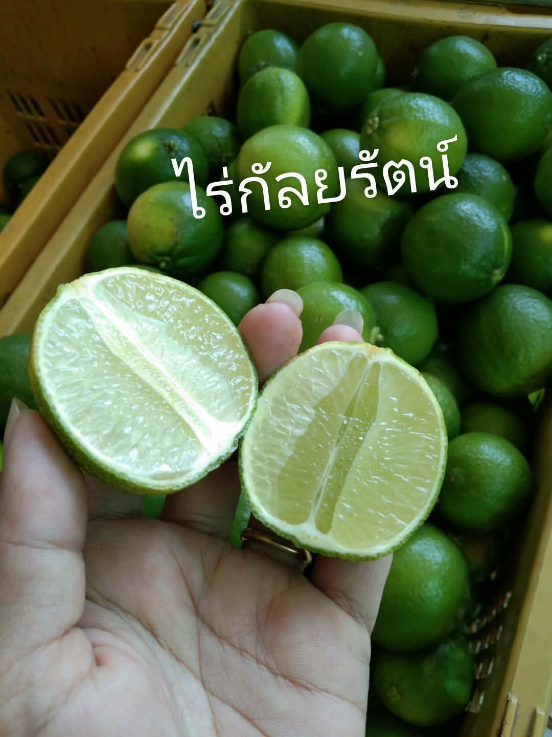 พร้อมส่ง🍋มะนาวไร้เมล็ดพันธุ์ตาฮิติ เปลือกบางน้ำเยอะ สดจากสวน