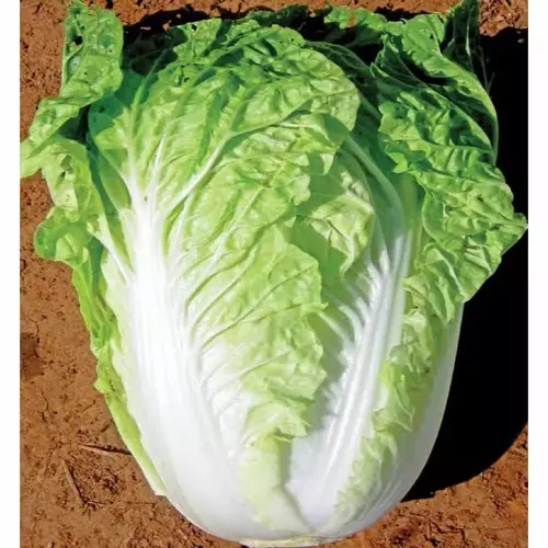 75733