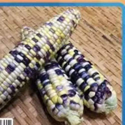 66732