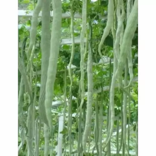 81076