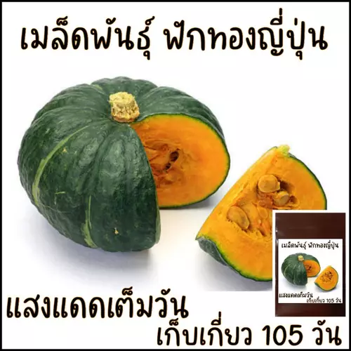 5 เมล็ด ฟักทองญี่ปุ่น ผิวเขียว เนื้อมันและหนึบ ลูกขนาดกลาง