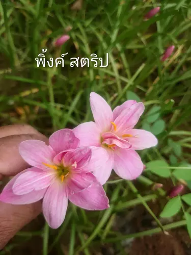 หัวบัวดินดอกซ้อนสีชมพู พิ้งค์ สตริป