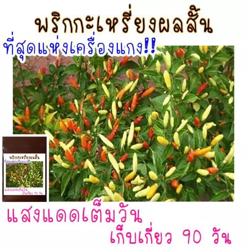 30 เมล็ด พริกกะเหรี่ยงผลสั้น เครื่องแกงกลิ่นหอม