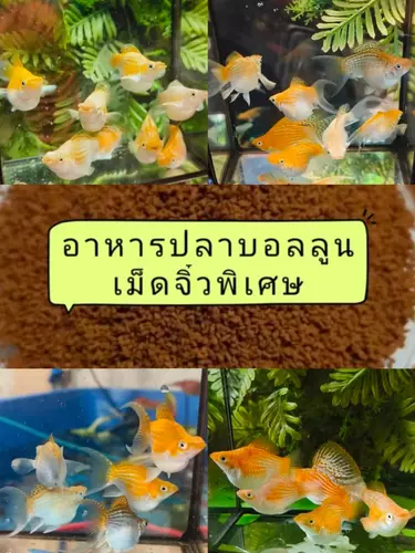 อาหารปลา*อาหารปลาบอลลูนสโน