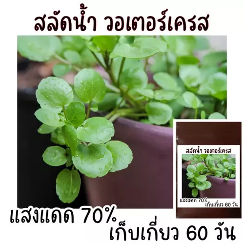 เมล็ดพัน​ธุ์​ วอเตอร์​เครส​แท้​ สลัดน้ำ​ 100-200 เมล็ด​  watercress