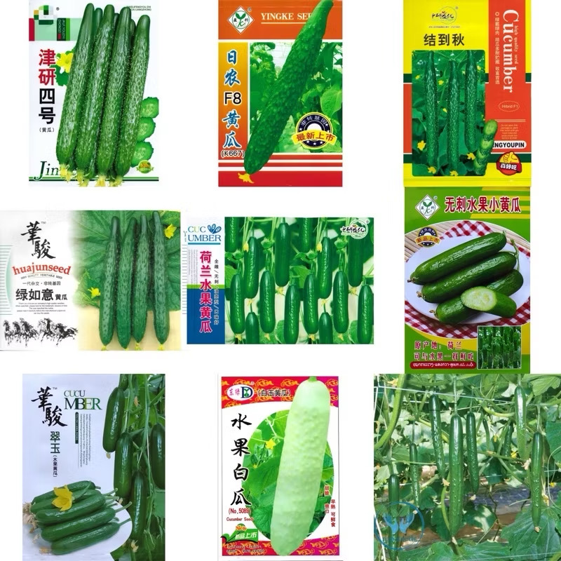เมล็ด แตงกวาญี่ปุ่น แตงกวาดัช แตงร้านลายยักษ์ แตงร้านขาว Japanese  Cucumber / Dutch Cucumber  เมล็ดนำเข้า