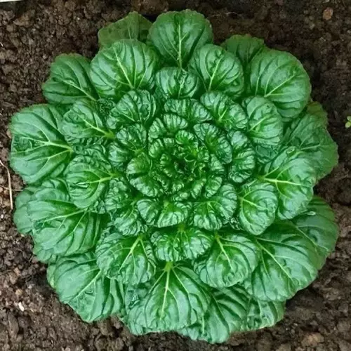 เมล็ดพันธุ์ ผักกวางตุ้ง แทตฉ่อย หรือกวางตุ้ง ดอกไม้ไฟ( Tat Soi Chinese flat cabbage)