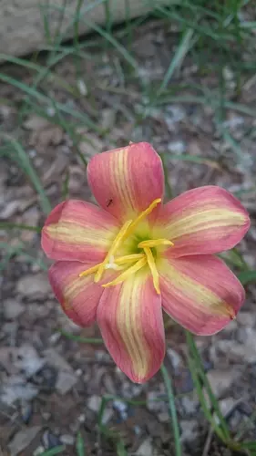 หัวบัวดินสีทูโทนเหลืองส้ม  รัสติก เรย์