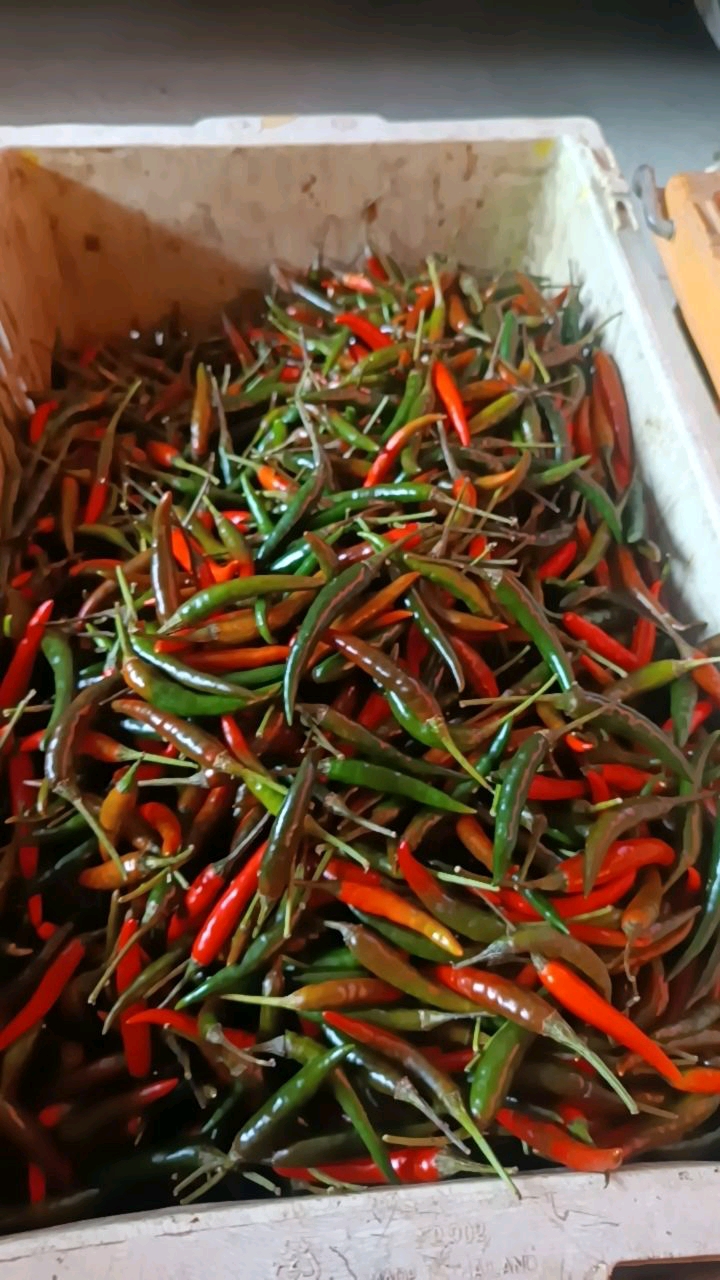 พร้อมส่ง🌶พริกจินดา พริกสด เก็บใหม่ๆจากสวน พริกเผ็ดๆ