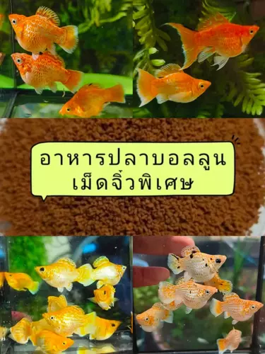 อาหารปลา*ปลาบอลลูนทองแพลตตินั่ม