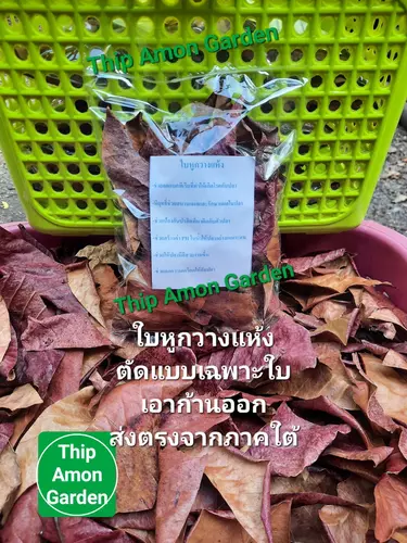 ใบหูกวาง ใบหูกวางแห้ง แบบตัดใบเอาก้านออก