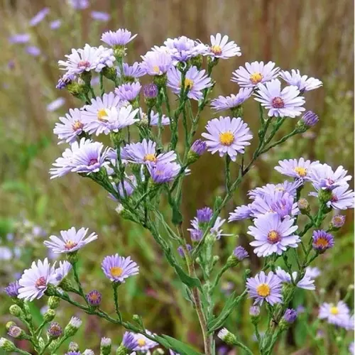 เมล็ดพันธุ์ ดอกแอสเตอร์ สมูทบลู Smooth Blue Aster Seed บรรจุ 50 เมล็ด ดอกเล็กๆ สีม่วงอมฟ้า ออกดอกเป็นช่อ ไม้ดอก
